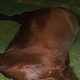 Illustration for article titled Johnny Cueto Once Again Remembers His Dead Horse With Photo Of His Dead Horse